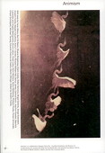 Franke, Animism [1]