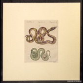 Schmuzer, Amphibien X