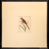 Lydon / Fawcett / Morris, Bearded Tit