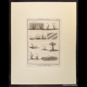 Art Aratoire et Jardinage, Culture de la Vigne